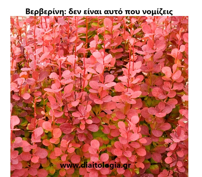 Βερβερίνη. Δεν είναι αυτό που νομίζεις